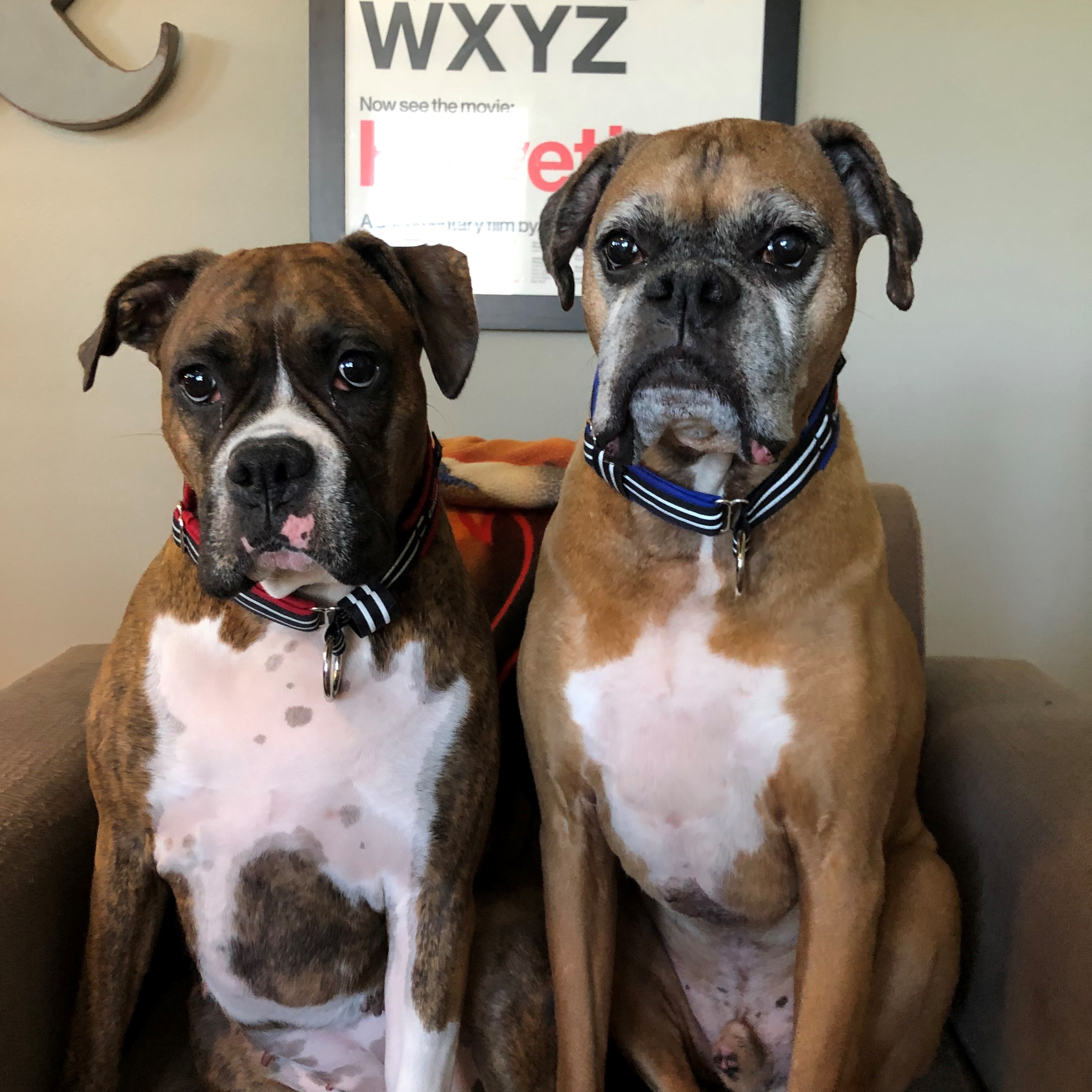 Rey and Munky, Boxers